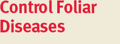Control Foliar Diseases