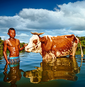 Mercy Ships Agricultural Training – Farmer with Zebu – Matt Barnes Photography